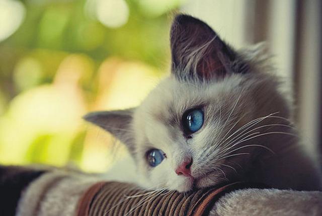 猫咪的孤独抑郁同样可怕